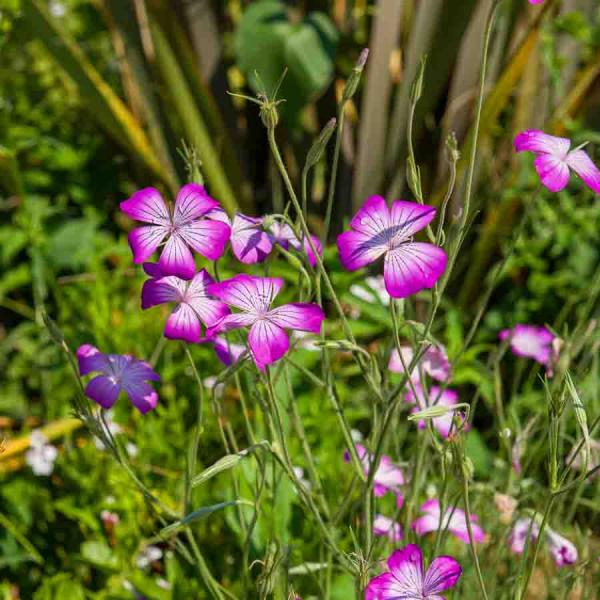 Fleurs - Coquelourde Rose du Ciel - face recto